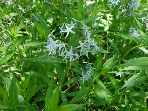 Amsonia tabernaemontana