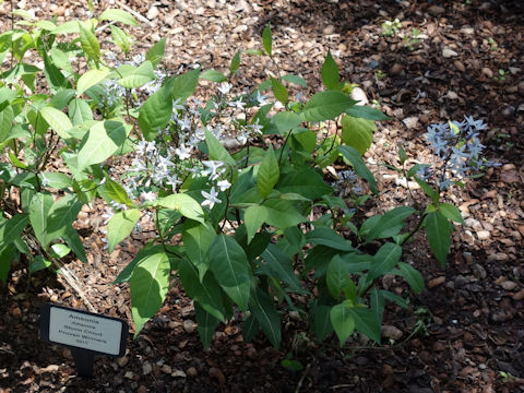 Amsonia tabernaemontana cv. Storm Cloud