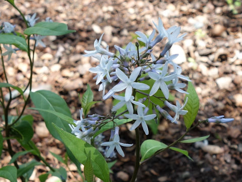 Amsonia tabernaemontana cv. Storm Cloud