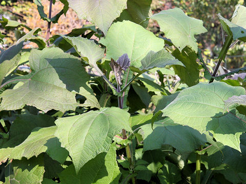 Polymnia sonchifolia