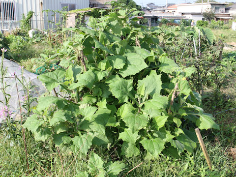 Polymnia sonchifolia