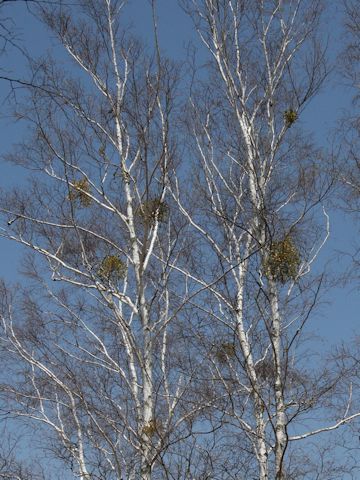 Viscum album ssp. coloratum