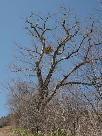 Viscum album ssp. coloratum