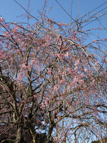 Prunus spachiana cv. Pleno-rosea