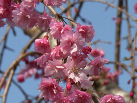 Prunus spachiana cv. Pleno-rosea