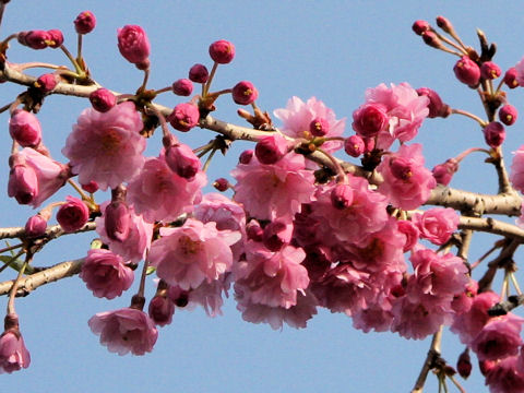 Prunus spachiana cv. Pleno-rosea