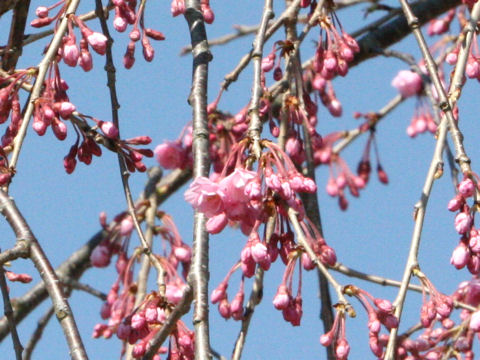 Prunus spachiana cv. Pleno-rosea