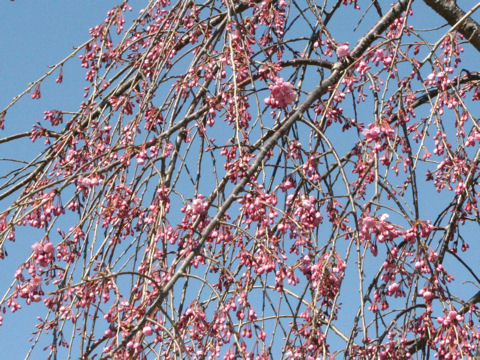 Prunus spachiana cv. Pleno-rosea