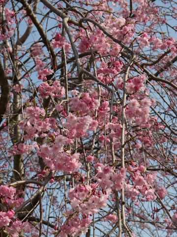 Prunus spachiana cv. Pleno-rosea