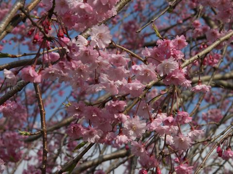 Prunus spachiana cv. Pleno-rosea