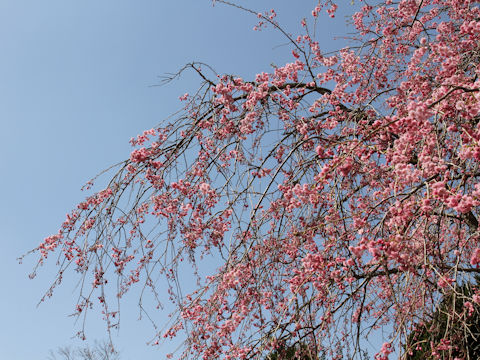 Prunus spachiana cv. Pleno-rosea