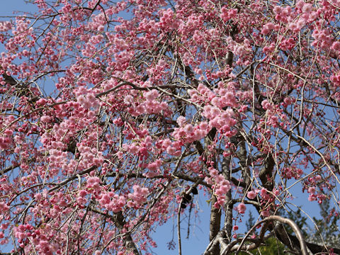 Prunus spachiana cv. Pleno-rosea