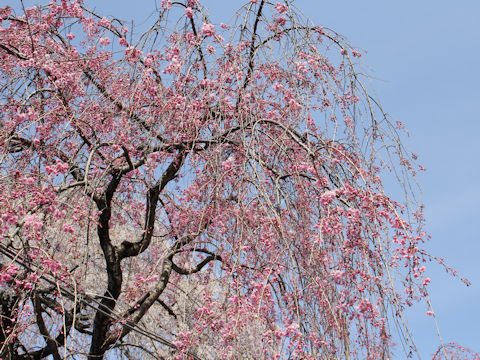 Prunus spachiana cv. Pleno-rosea