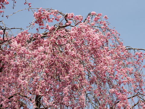 Prunus spachiana cv. Pleno-rosea