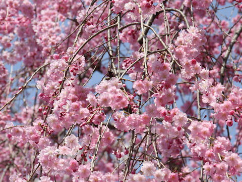 Prunus spachiana cv. Pleno-rosea