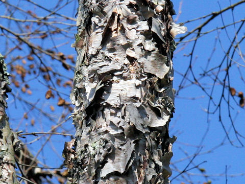 Betula davurica