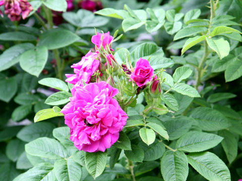 Rosa rugosa var. plena