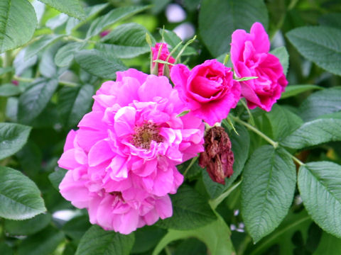 Rosa rugosa var. plena