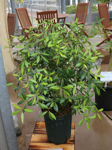Osmanthus iriomotensis