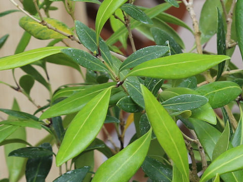 Osmanthus iriomotensis