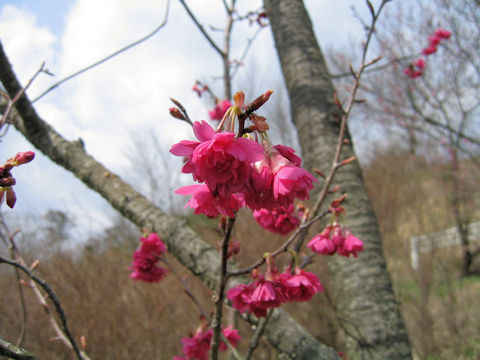 Prunus cerasoides var. campanulata cv.