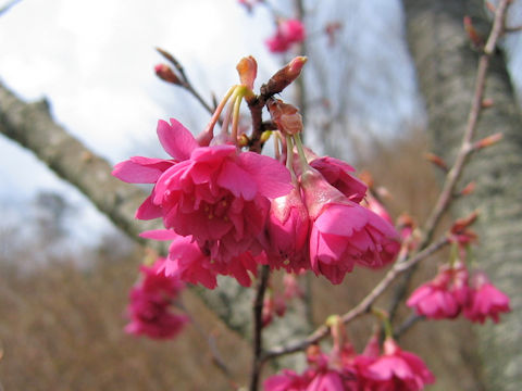 Prunus cerasoides var. campanulata cv.