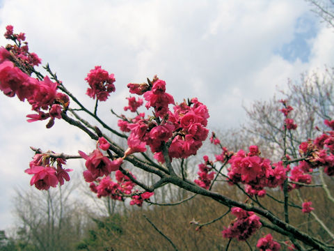 Prunus cerasoides var. campanulata cv.