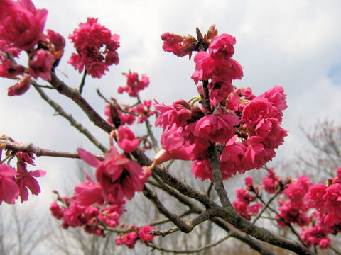 Prunus cerasoides var. campanulata cv.