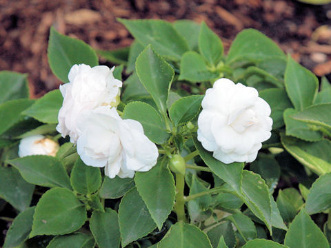 Impatiens hawkeri cv.