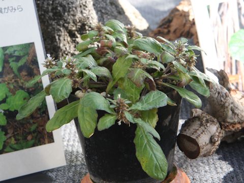 Ajuga taiwanensis