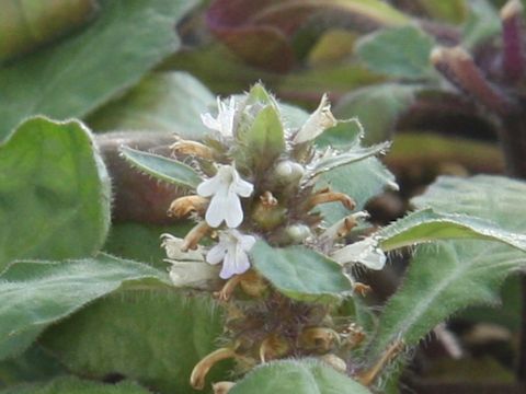 Ajuga taiwanensis