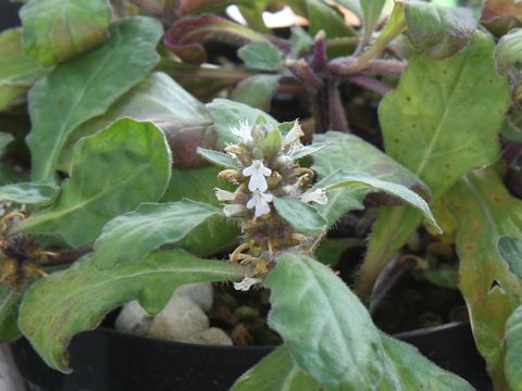 Ajuga taiwanensis