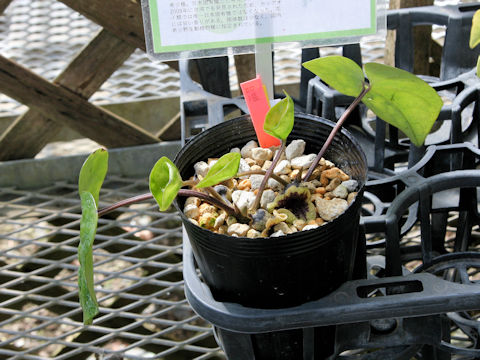 Asarum yaeyamensis