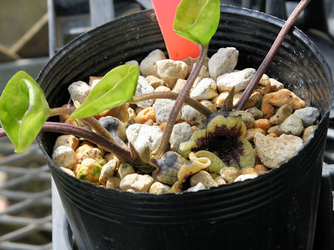 Asarum yaeyamensis