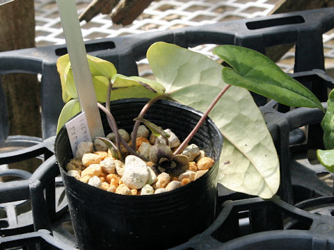 Asarum yaeyamensis