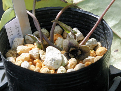 Asarum yaeyamensis