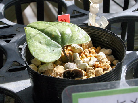 Asarum yaeyamensis
