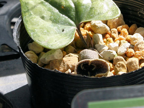 Asarum yaeyamensis
