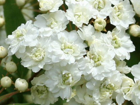 Spiraea cantoniensis var. plena