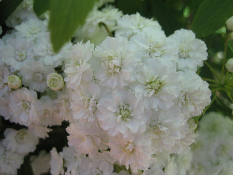 Spiraea cantoniensis var. plena