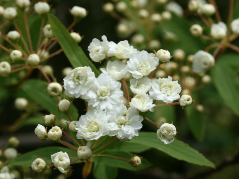 Spiraea cantoniensis var. plena