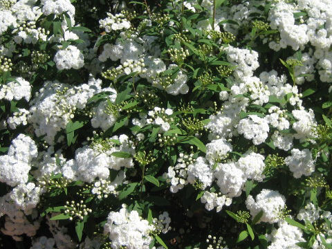 Spiraea cantoniensis var. plena