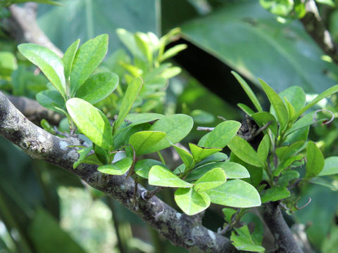 Diospyros ferrea var. buxifolia