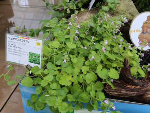 Suzukia luchuensis