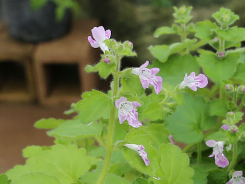 Suzukia luchuensis