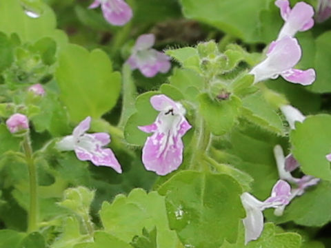 Suzukia luchuensis