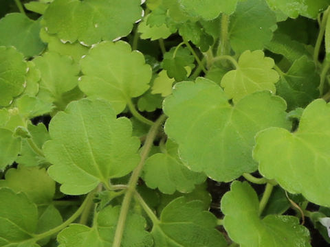 Suzukia luchuensis