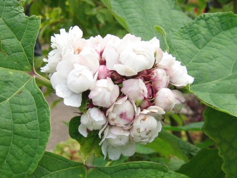 Clerodendrum chinense