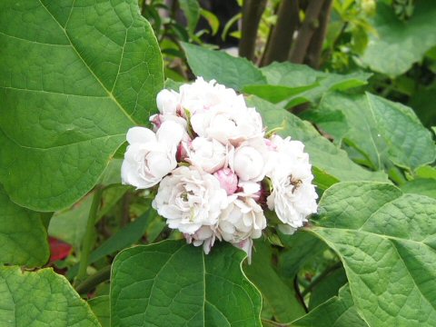 Clerodendrum chinense