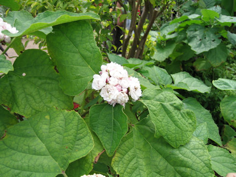 Clerodendrum chinense